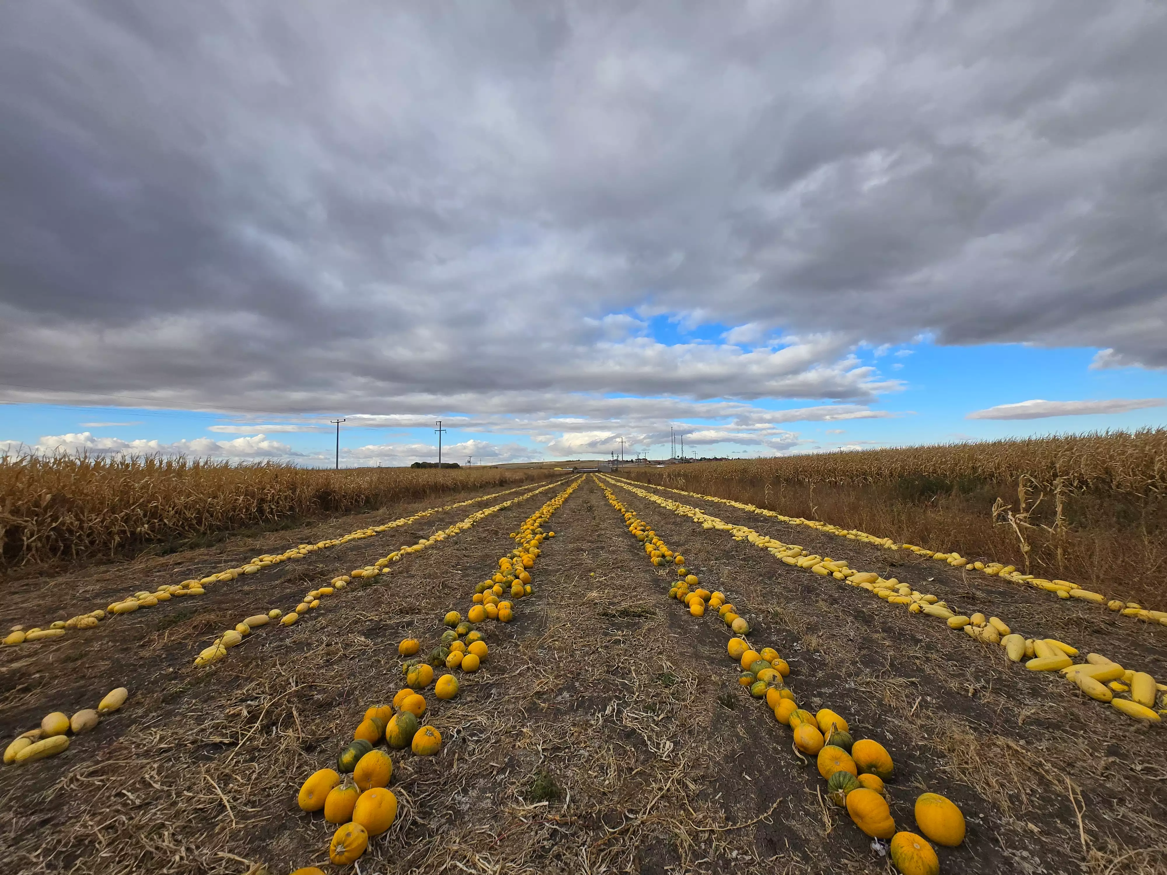 Anadolu Efe tarim arazisi arka plan